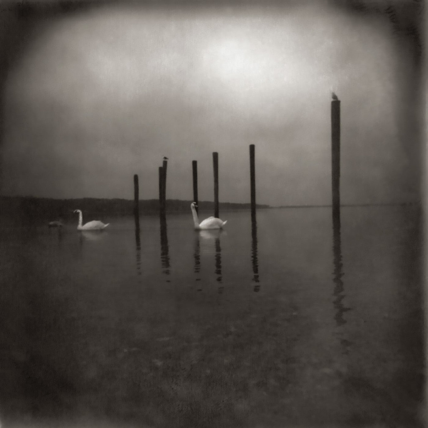 OM Conference Of The Birds | Vinyl